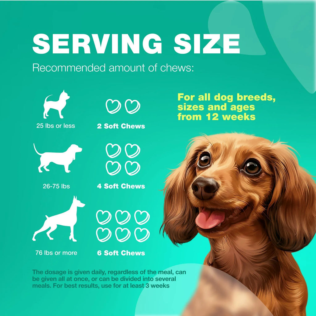 Probiotics for Dogs – Gut Health, Immunity & Digestive Support