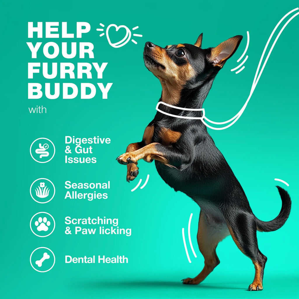 Probiotics for Dogs – Gut Health, Immunity & Digestive Support